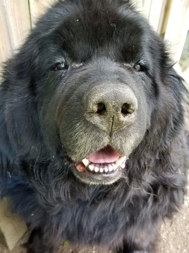 A close-up, headshot of a large, black Newfoundland dog looking directly at the camera with its mouth slightly open, showing its teeth. The dog has a thick, shaggy coat and a dirty, wet nose.