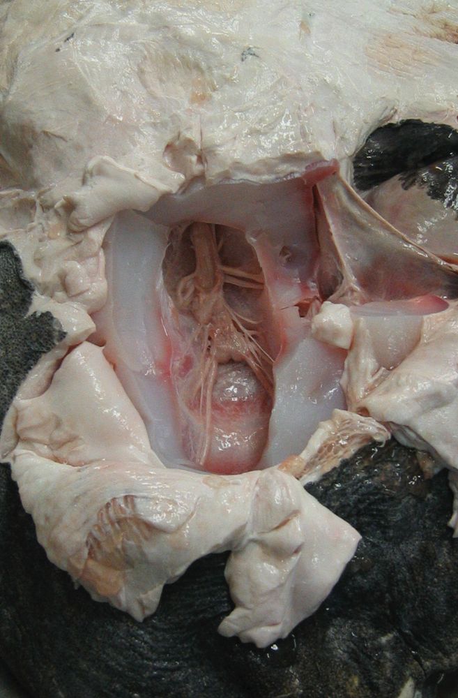 The brain and cranial nerves of a sleeper shark. Very small 15cm x 4cm