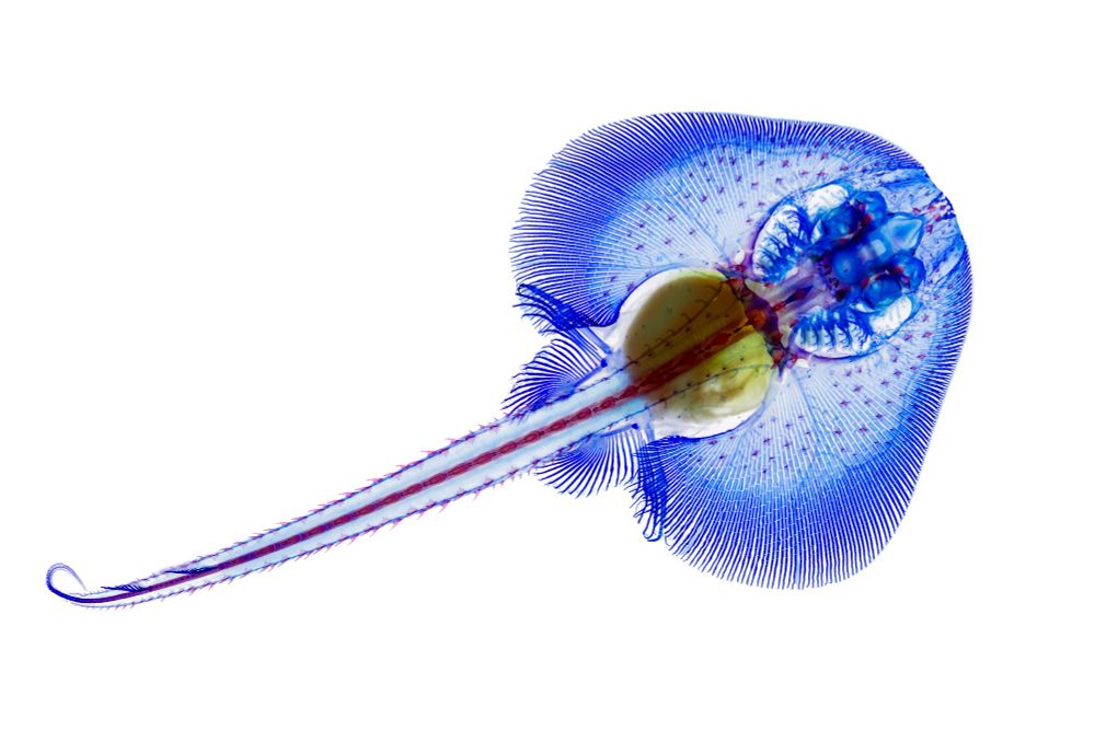 Little skate skeleton