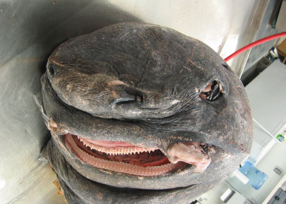 Head of a sleeper shark