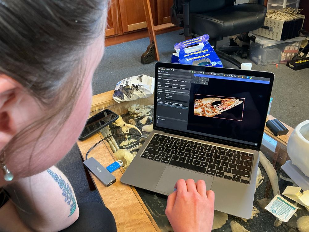 A laptop computer showing a screen from the slicer program with a 3d visualization of a sandlance skull. 