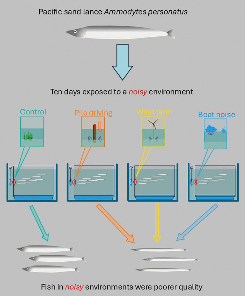 Experimental flow chart of fish exposed to sounds.  