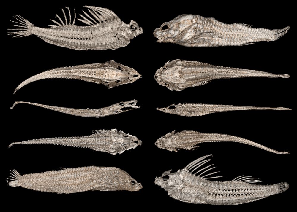CT scans showing the skeletons of 8 poachers (Agonidae).