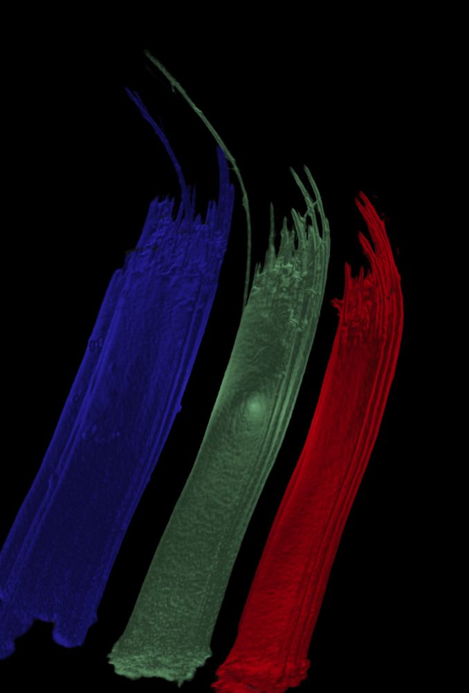 three rows of baleen suuports from a blue whale visualized with CT