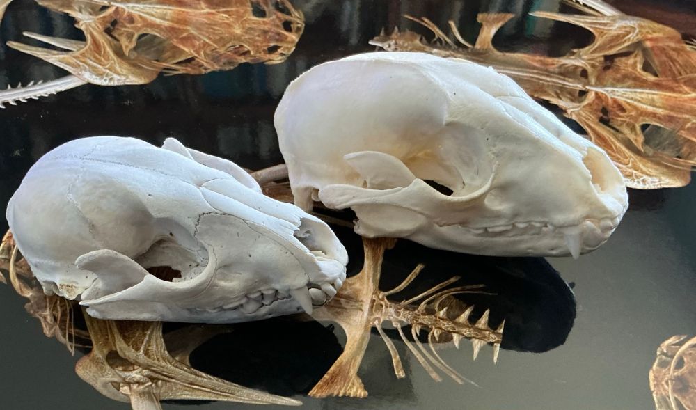 Two raccoon skulls. 