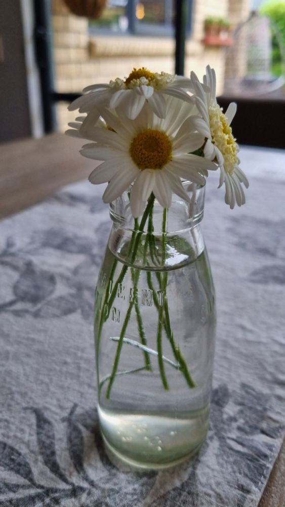 White daisys in a miniature glass milk bottle vase. Smells like spring on a dark, gloomy, rainy day.