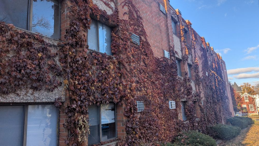 Autumn red Vines on a red  brick building
