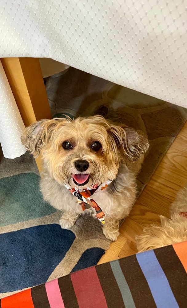 Very persuasive begging from a happy little dog under the Thanksgiving table