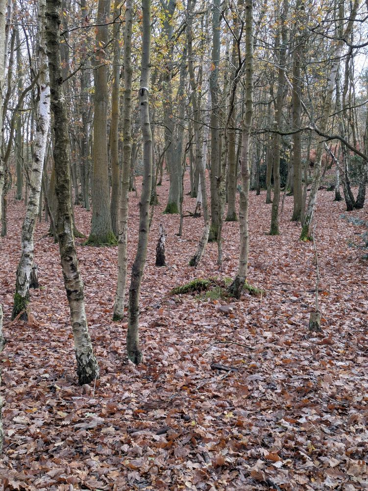 A serene forest scene with numerous bare trees and a carpet of fallen leaves covering the ground.