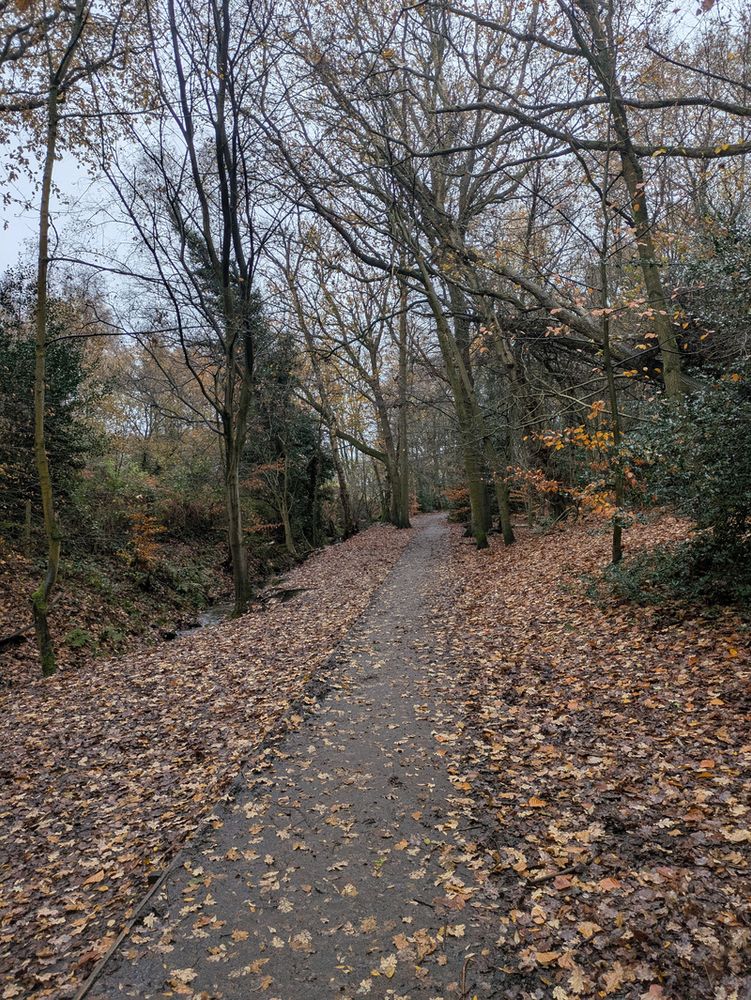 A narrow path covered with fallen leaves winds through a forest of tall, leafless trees.
