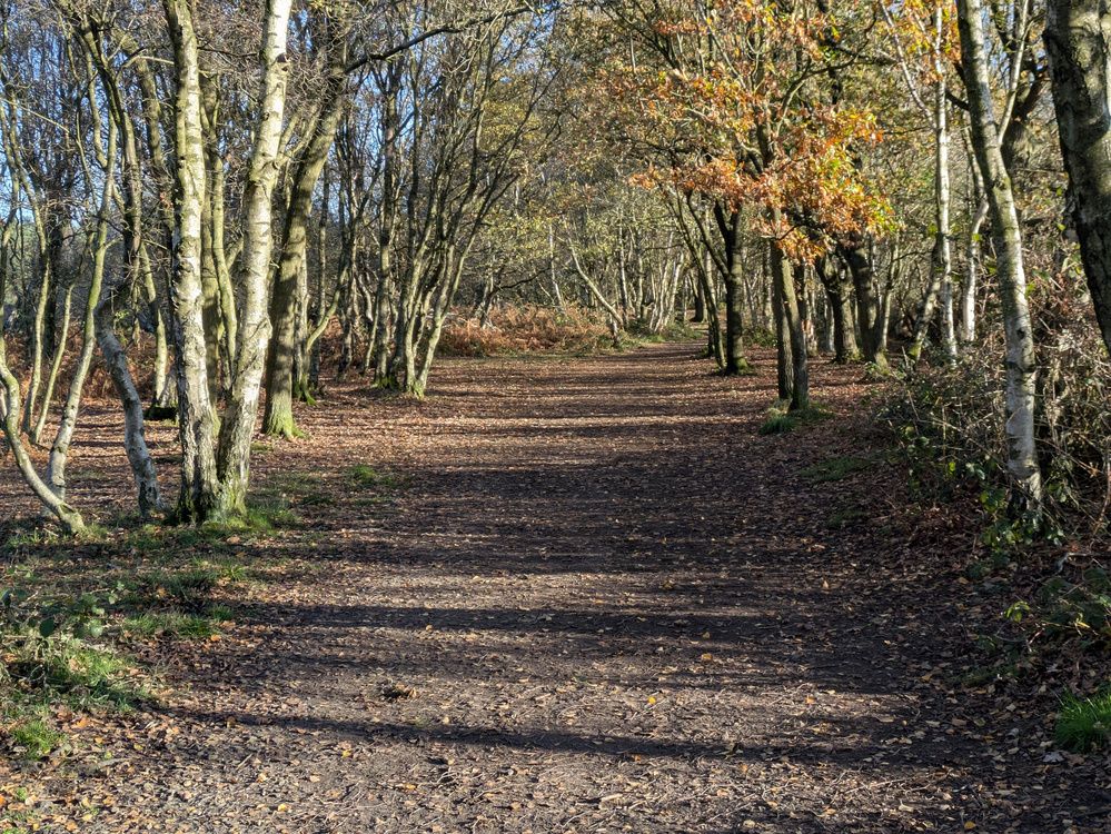 A dirt path winds through a sunlit forest with trees showing autumn foliage.