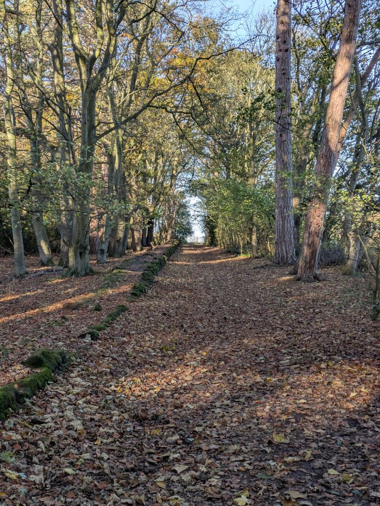 A leaf-covered path flanked by tall trees creates a serene, autumnal forest scene.