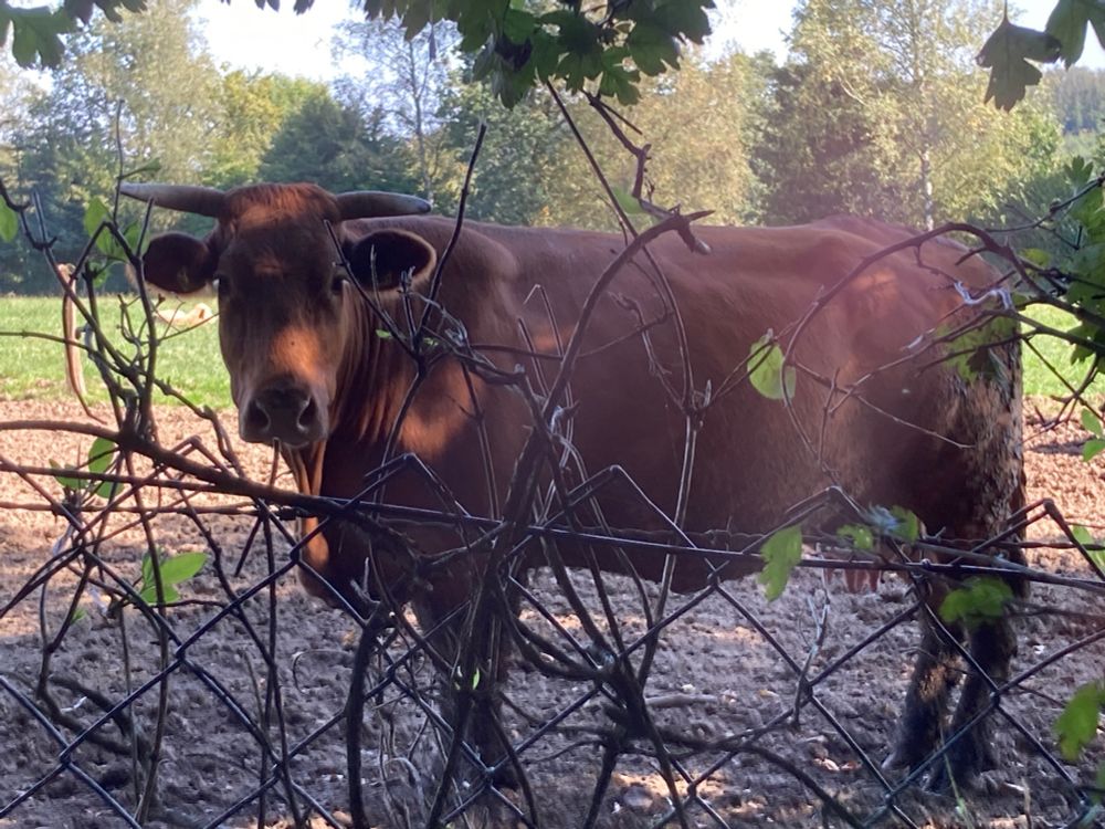 braune kuh mit hörnern hinter einem zaun