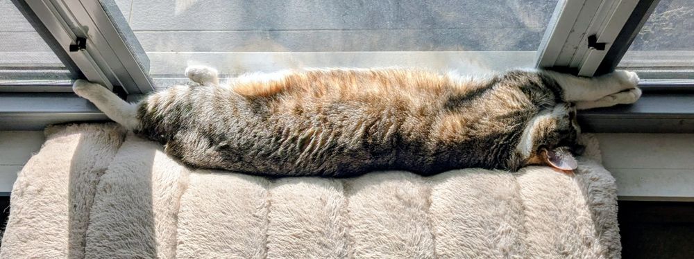 Lottie the tabby cat stretched across an entire window pane soaking up the last of the evening's sunshine.