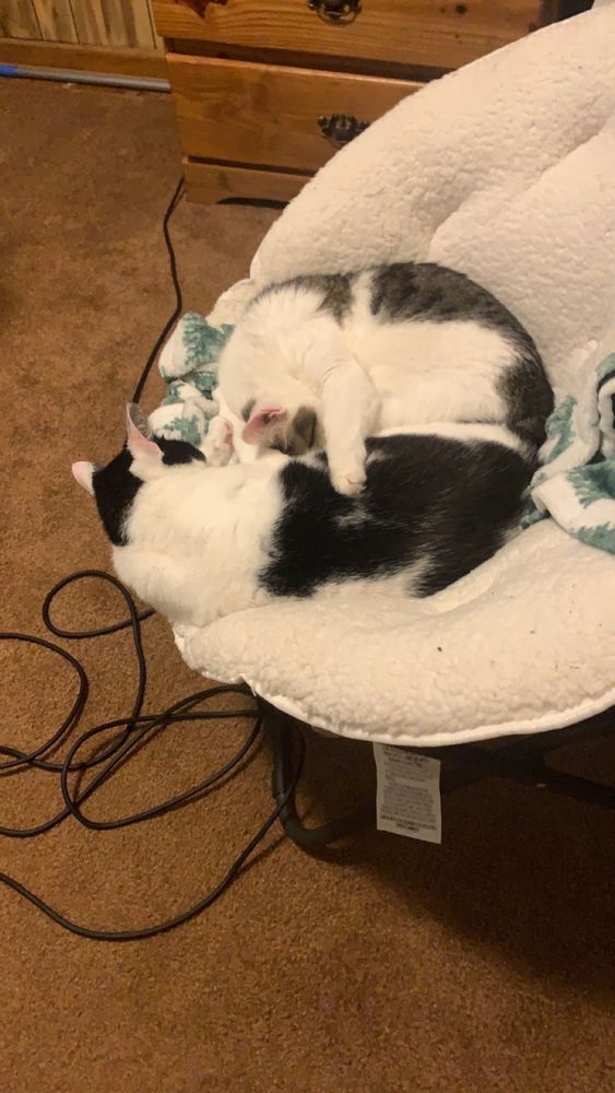 My one armed cat named Tyr cuddling with his sister Levy