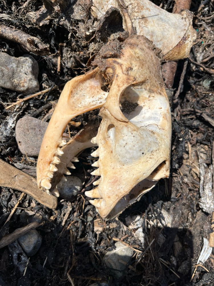 Grey seal skull
