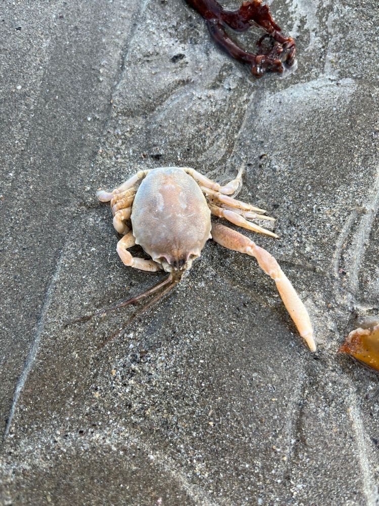 Masked crab 