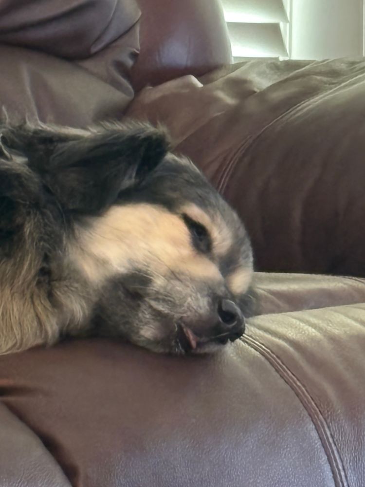 A sleeping dog sticking its tongue out VERY slightly 