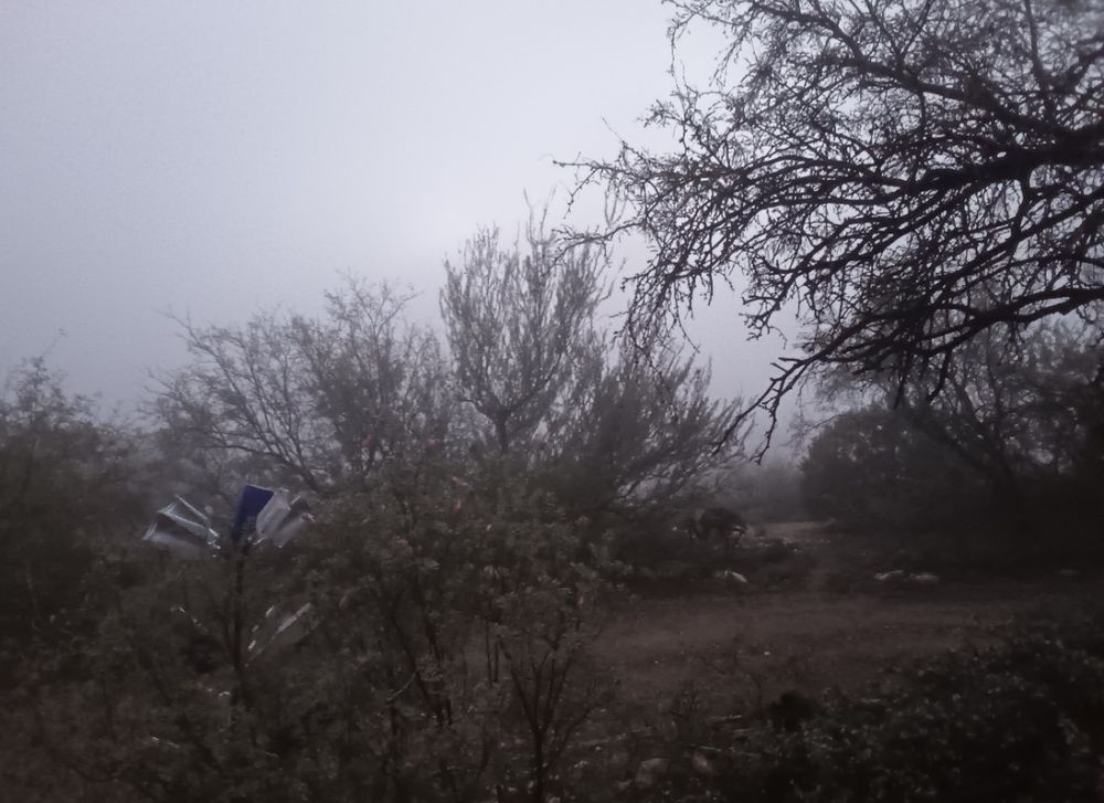 My front yard shrouded in mist this morning.