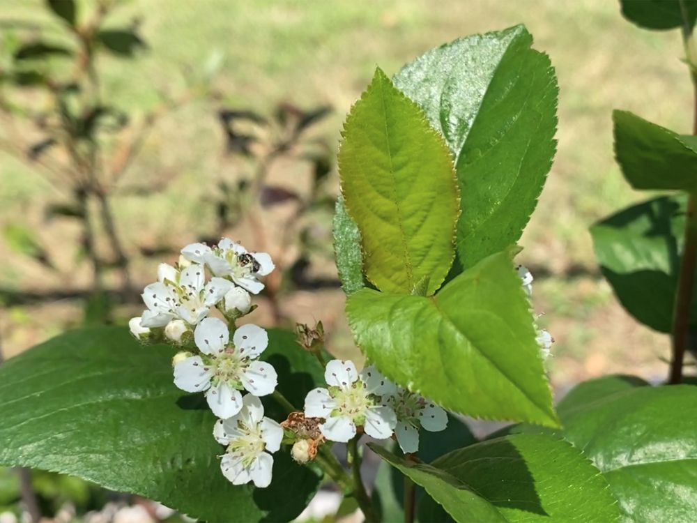 White five petaled flowers of Black Chokeberry nestled in green leaves. The flowers of Aronia species are favorites for native bees, a halictid bee is on the uppermost open flower in this picture.
