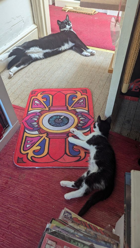 Two tuxedo cats (2 years and 11 weeks old) stretched out on the floor 