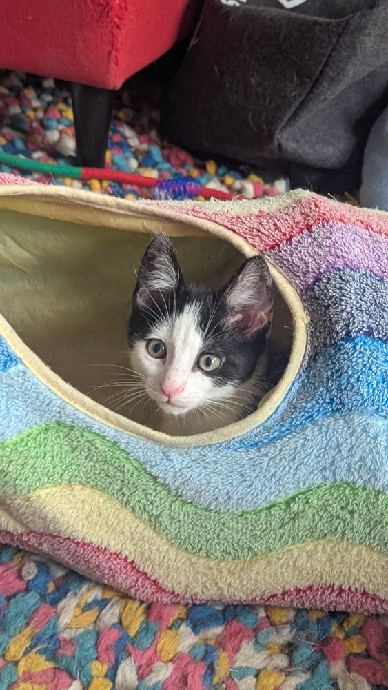 Percy, a black and white 10-week old kitten playing in a tunnel