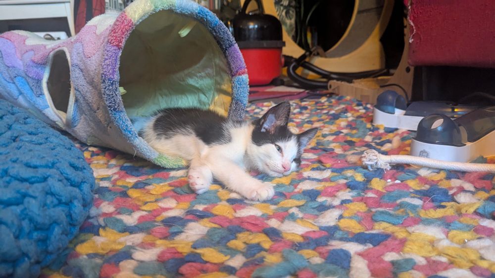 Percy, a black and white 10-week old kitten resting in a tunnel 