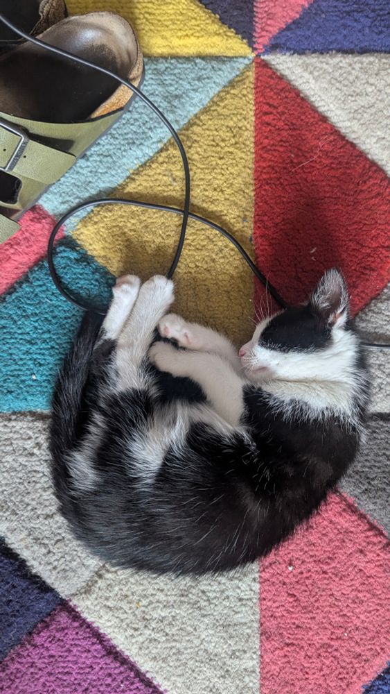 Percy, a black and white 10-week old kitten sleeping on a colourful rug