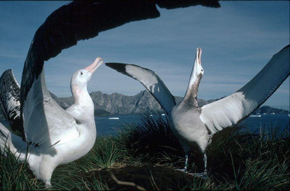 A photo of albatross. Mountains can be seen in the background, with water in between. Photo credit: BAS.
