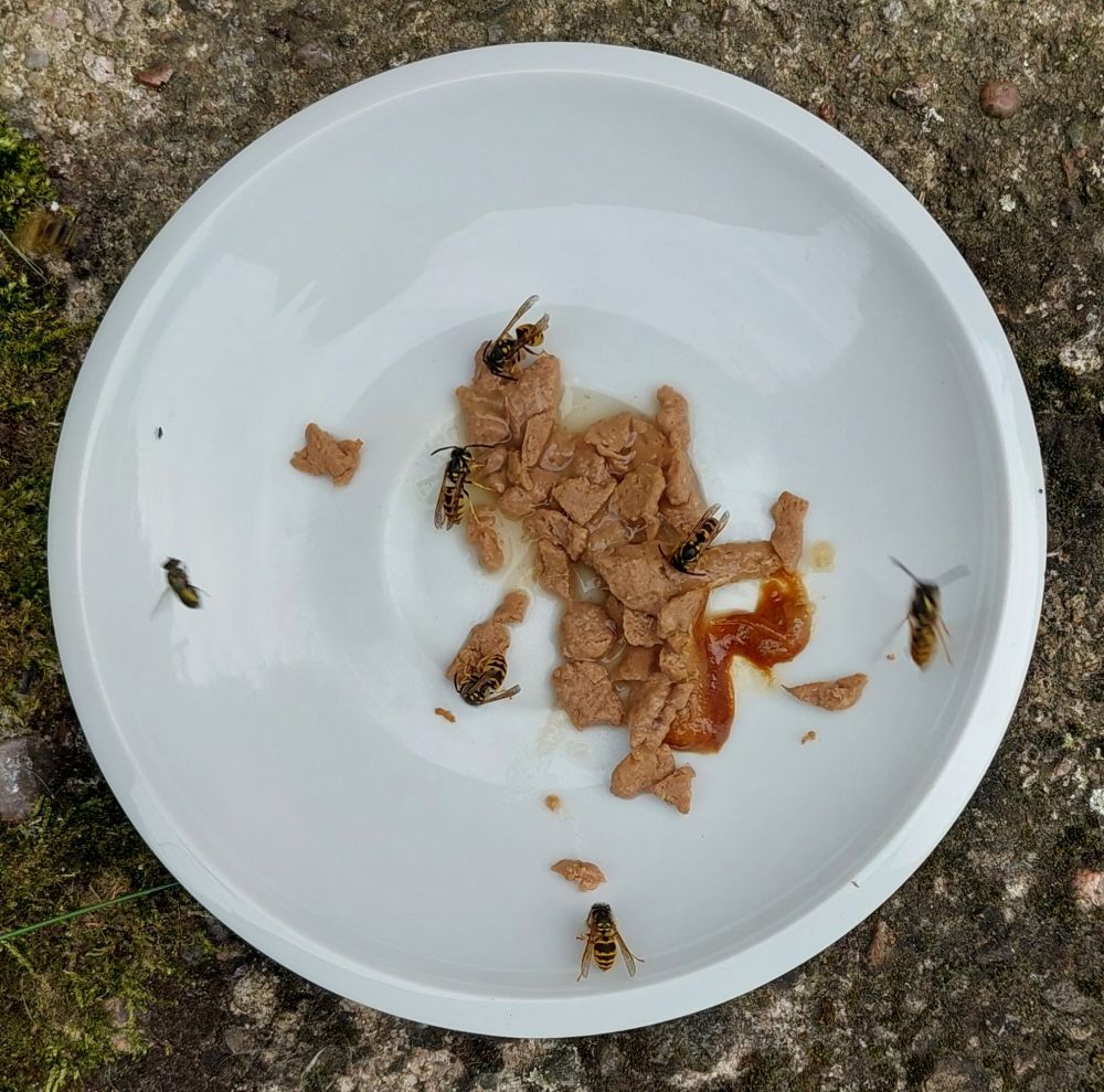 Vosy požívající kočičí krmi.