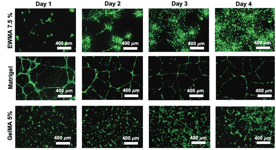 Fluorescent imaging of Neuromics GFP-HUVECs on days 1-4 seeded in various hydrogels.