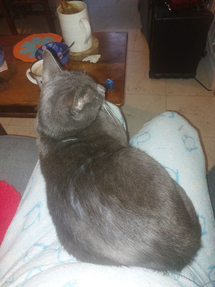 View of my lap with my cat Sphaera, Grey European shorthair, cuddling on me. Remains of my breakfast can be seen on the coffee table in front of me and I'm still in my pyjamas (fluffy light blue with darker blue outlines of penguins all over) 