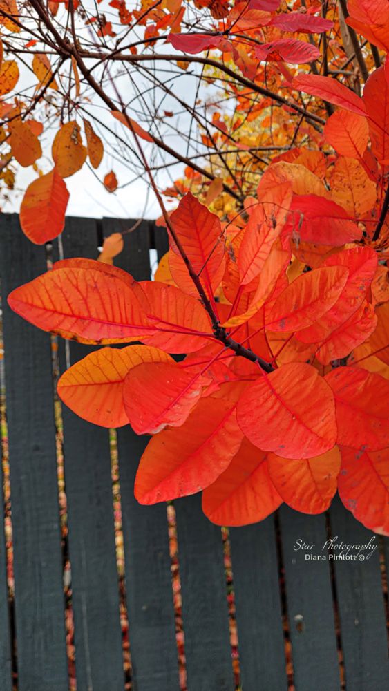 these leaves were shot as is with a cell phone... Fall's last hurrah