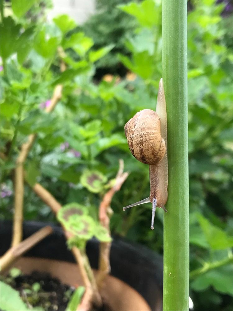 A garden snail extends its body vertically, head down, on a straight, thick, juicy vertical flower stem. The snail seems to me to be at peace with its surroundings. The background is lush garden greenery. To me this is a happy photo.