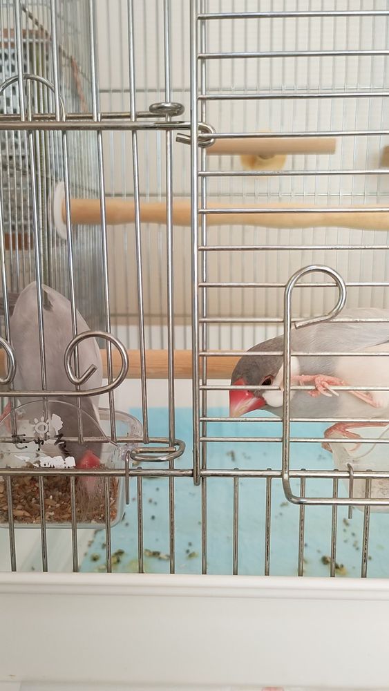 シルバー文鳥ももちゃんのお家で過ごす、
ももときゅる