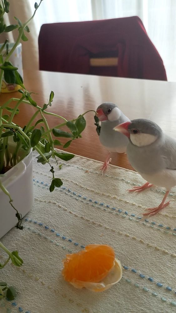 文鳥たちと豆苗とミカン