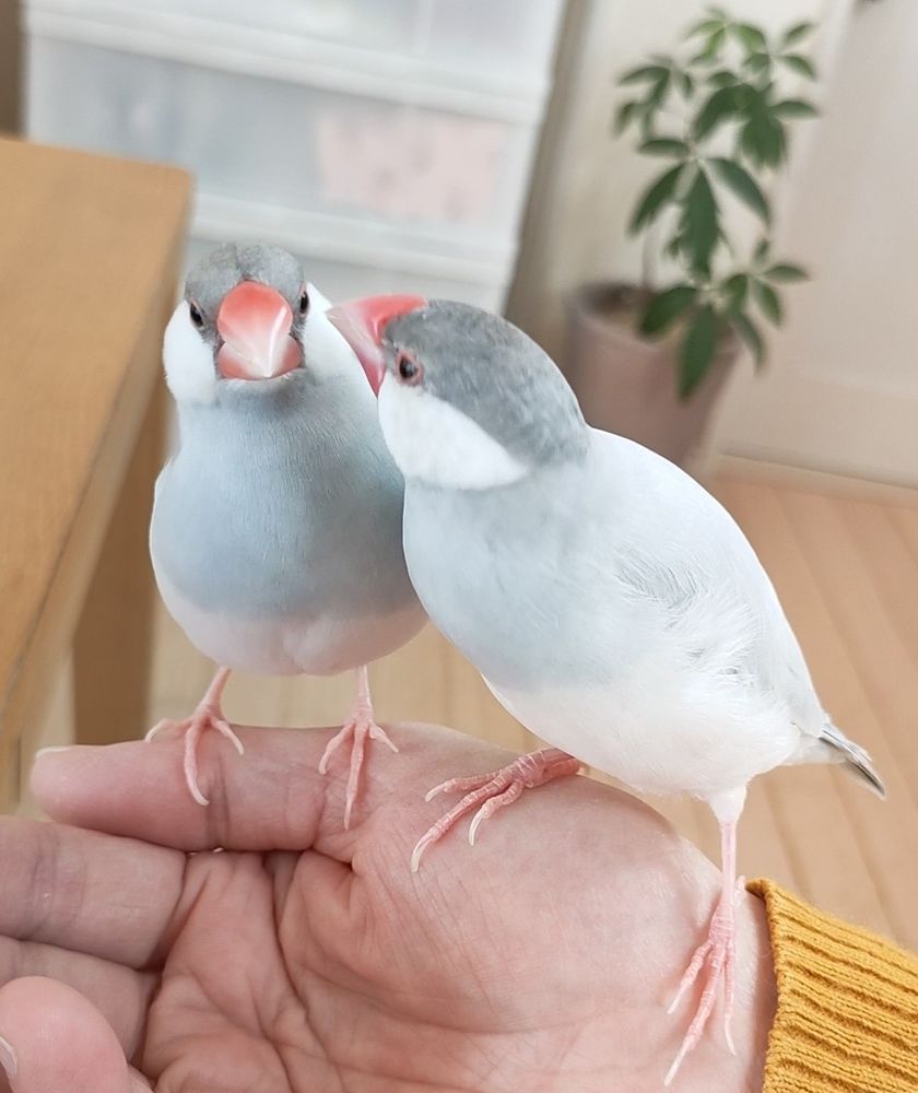 シルバー文鳥モモときゅる