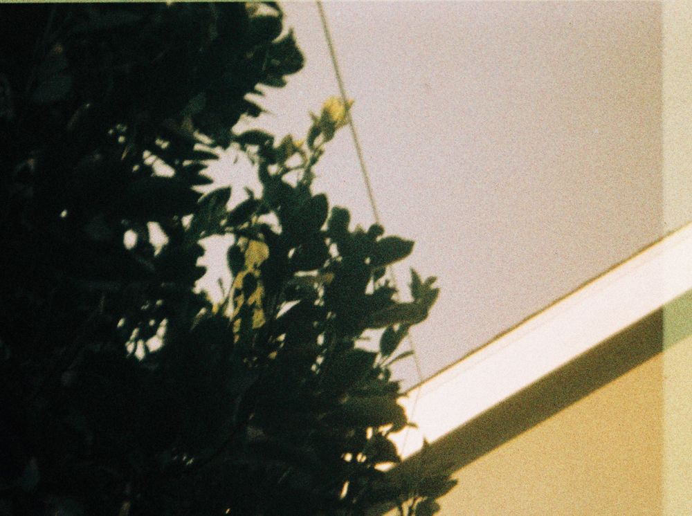 tree and house