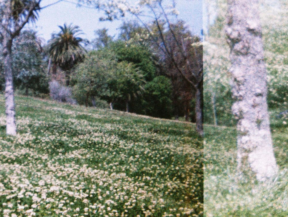 flower field