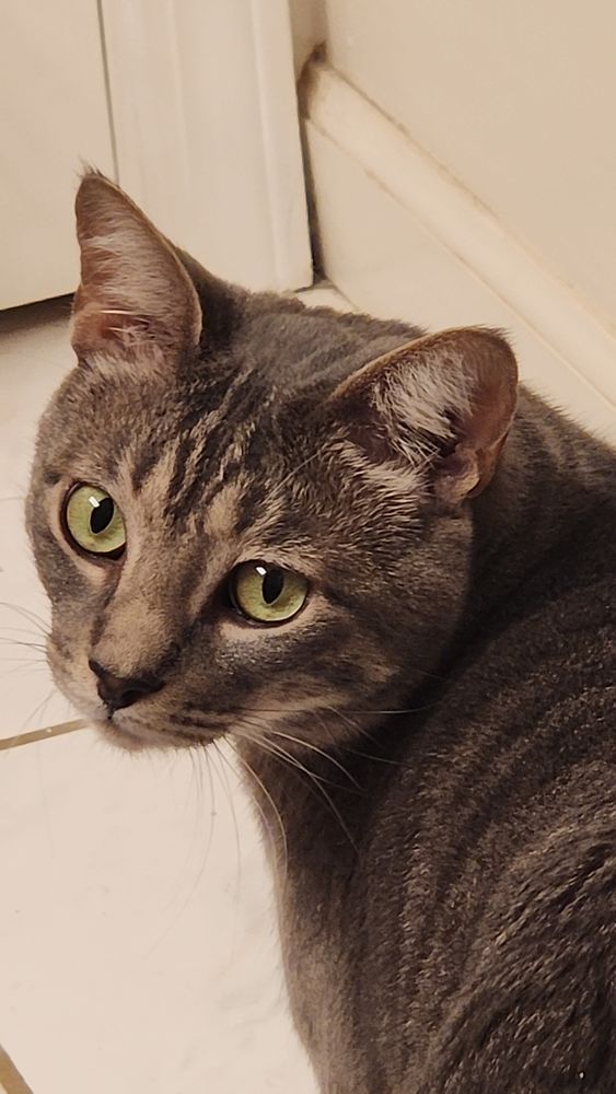A grey tabby stands in a bathroom, white walls and tiles surrounding him. He looks back. He is annoyed.