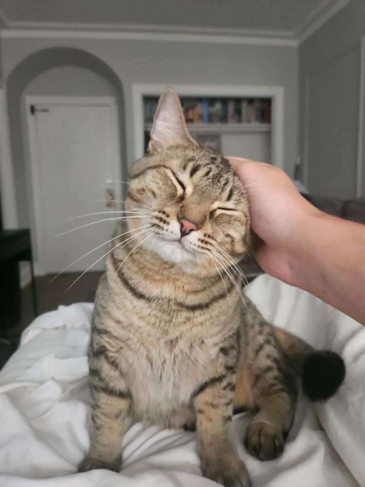 Pidgey with her eyes closed while I scratch her head.