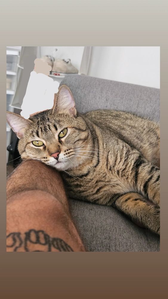 Pidgey laying her head on my leg on the couch. My foot is camouflaged into the background using high tech markup tools.