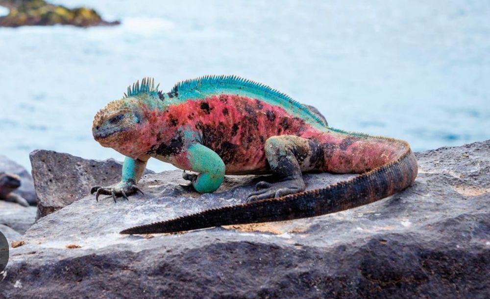 Galapagos-Männchen während der Paarungszeit in Orange-Türkis
