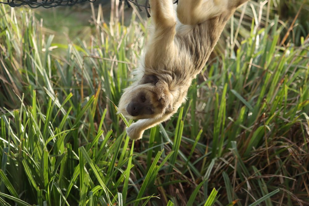Black Howler Monkey hanging upside down