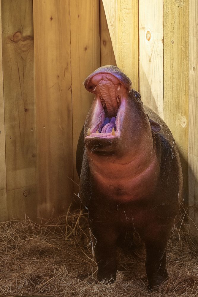 This image shows the pygmy hippo haggis yawning. Her mouth is open wide and you can see all her teeth. She is stood in her straw bed and is a grey colour, with some pink around her neck and mouth.