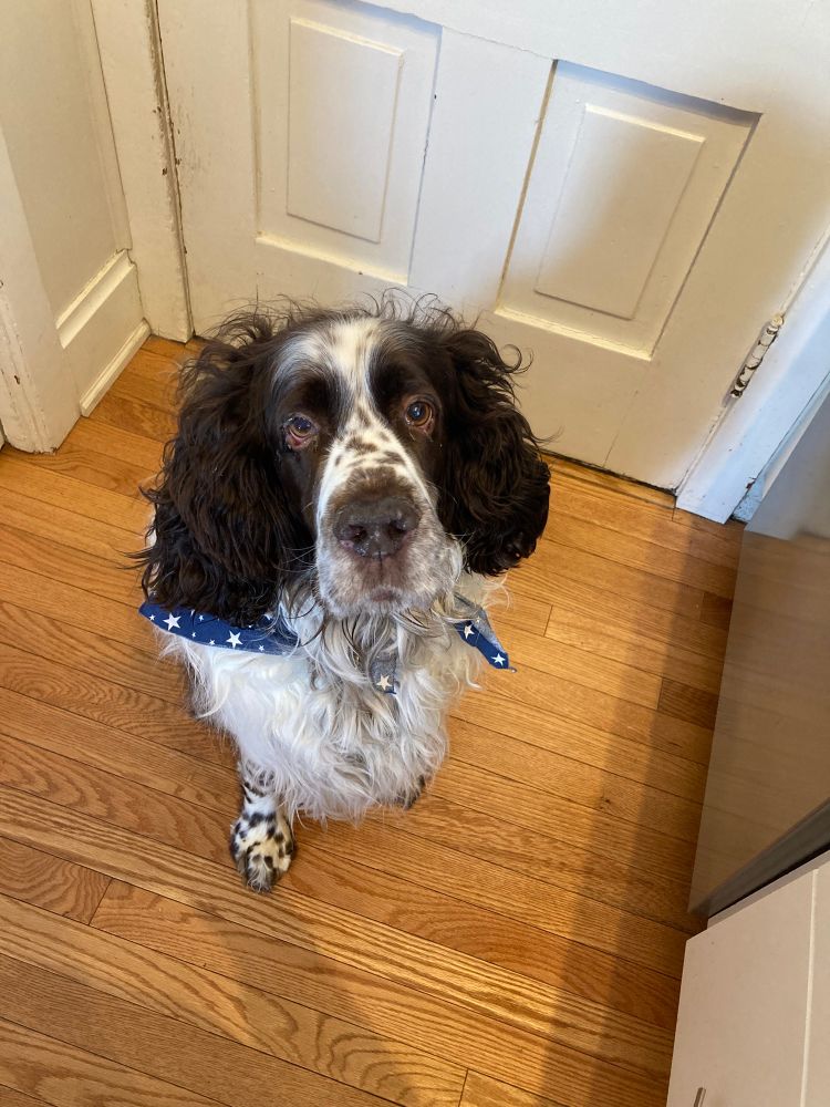 An English Springer Spaniel dog sits and looks directly into the camera. He is wearing a bandana with a star pattern.