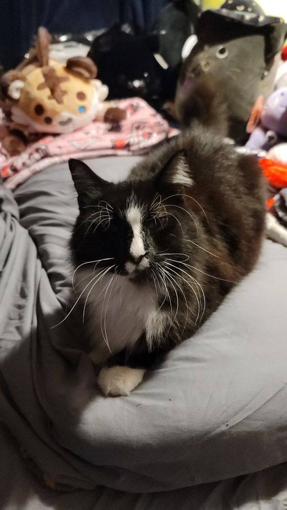 A picture of a fluffy black and white cat laying on a pillow under a sheet. Stuffed animals and blankets can be seen in the background