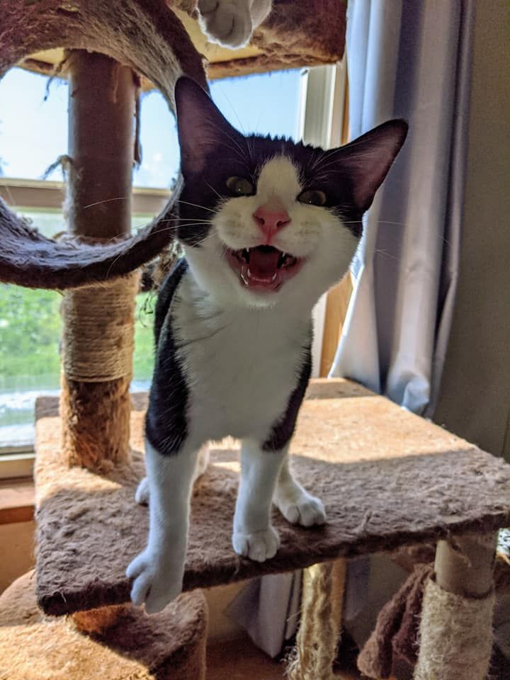 A screaming black and white house cow cat named Taco