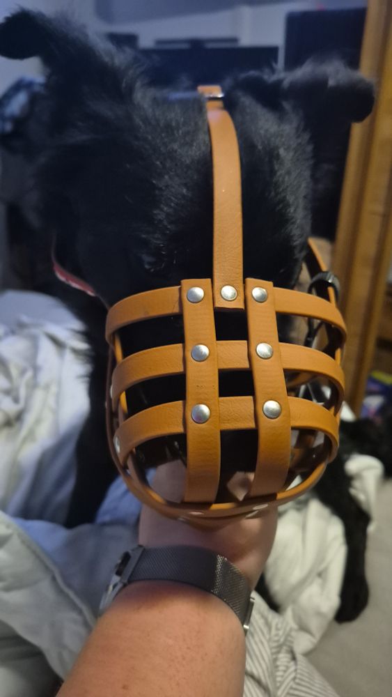 Kleiner schwarzer Hund mit breitem, braunem Maulkorb, der eigentlich für Pitbulls/Boxer ist. Hund schaut weniger glücklich, wurde aber sofort wieder davon befreit.