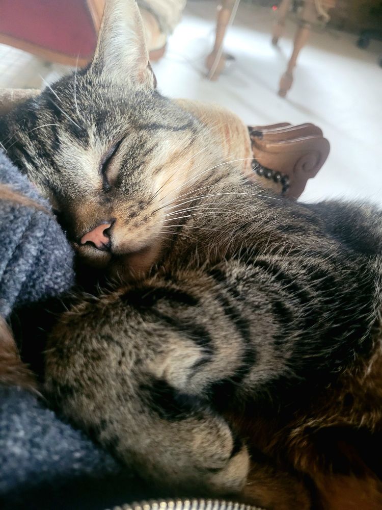Photo de mon chat tigré marron blotti contre moi en train de faire la sieste 